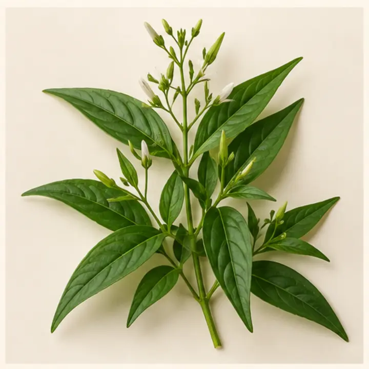 Andrographis paniculata